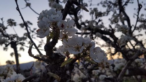 Close-up of white blossoms on a tree branch, with a soft sunset glow in the background.