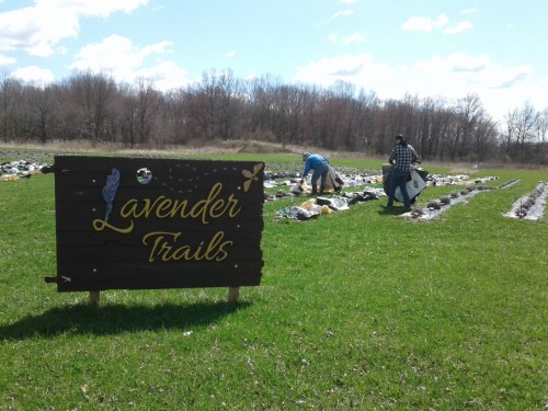 A wooden sign reading "Lavender Trails" in a field, with two people tending to lavender plants in the background.