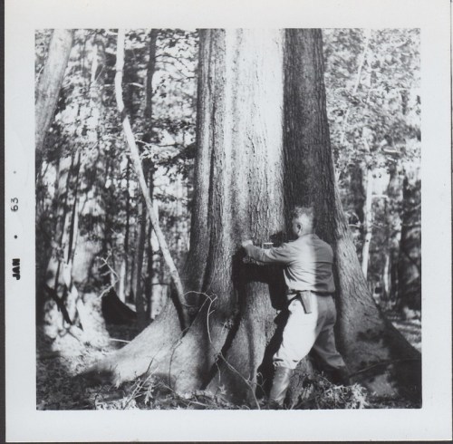 A person in military attire embraces a large tree in a forest, surrounded by tall trees and foliage.