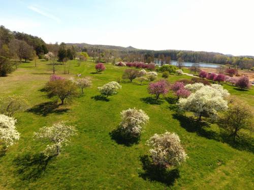 Aerial view of a lush green field with blooming trees in pink and white, near a serene lake and distant hills.