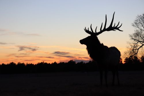 Silhouette of a majestic elk with large antlers against a colorful sunset sky.