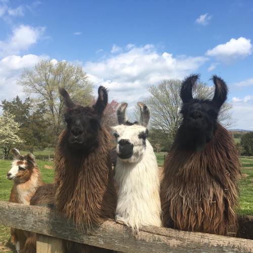 Four llamas with fluffy fur stand by a wooden fence against a blue sky and green landscape.