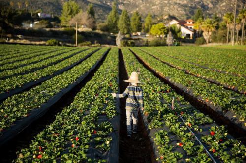 A person in a straw hat walks through a strawberry field, surrounded by rows of green plants and distant hills.