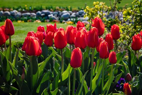 A vibrant display of red tulips blooming in a garden, surrounded by green leaves and colorful flowers in the background.