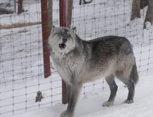 A gray wolf stands near a fence in a snowy environment, looking towards the camera with a curious expression.