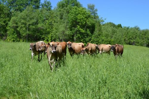 A group of cows walking through a lush green field under a clear blue sky.