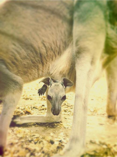 A young kangaroo peeks out from beneath its mother's body in a natural setting.