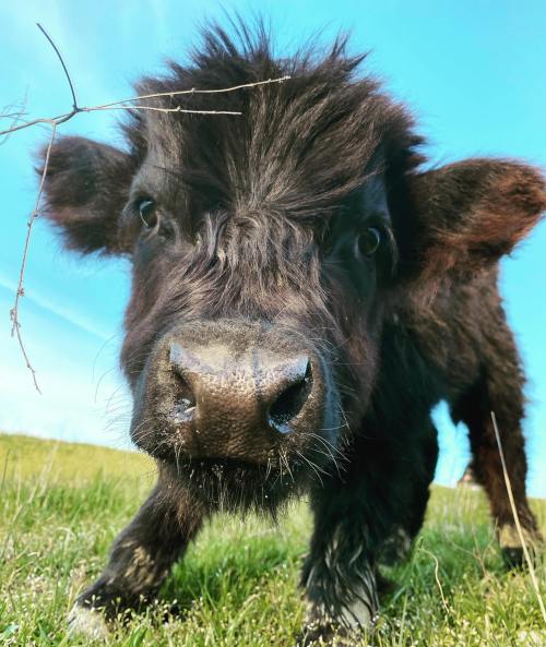 A close-up of a curious black calf with a fluffy coat, standing in a grassy field under a clear blue sky.