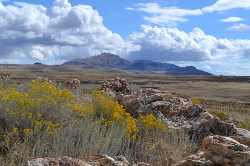 A scenic landscape featuring rocky terrain, yellow wildflowers, and distant mountains under a cloudy blue sky.