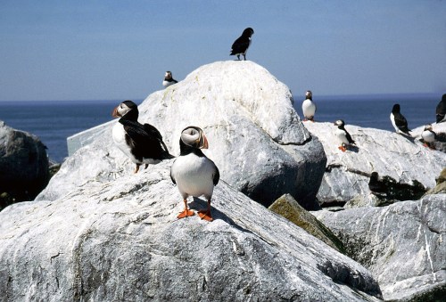 A group of puffins perched on large rocks by the ocean, with a clear blue sky in the background.