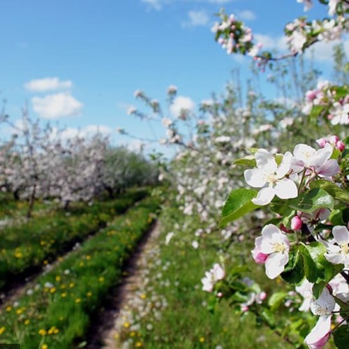 Blossoming apple trees line a sunny path, with vibrant flowers and green grass under a blue sky.