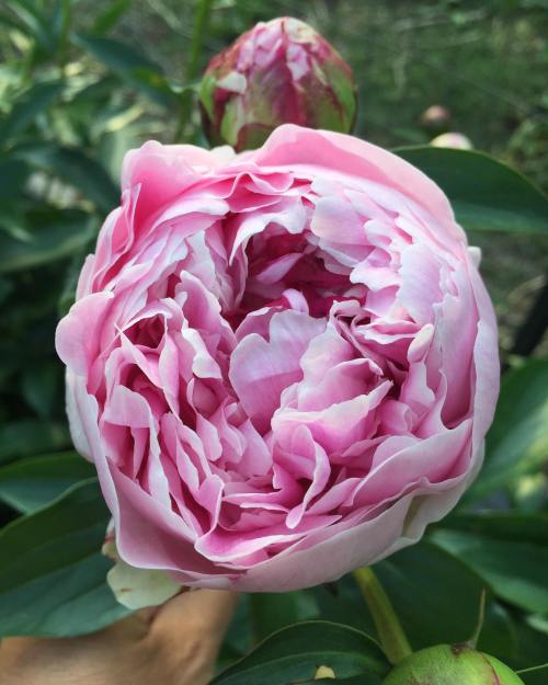 A close-up of a blooming pink peony flower with layered petals, surrounded by green leaves.