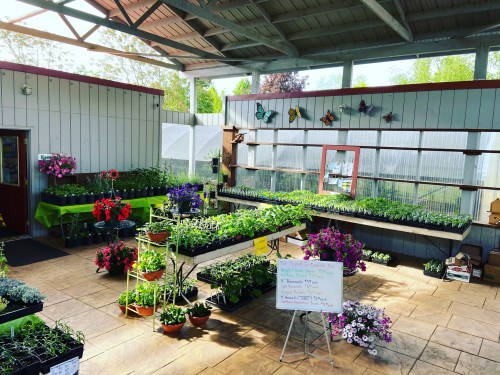 A greenhouse filled with various potted plants and flowers, with a sign and colorful decorations on the walls.