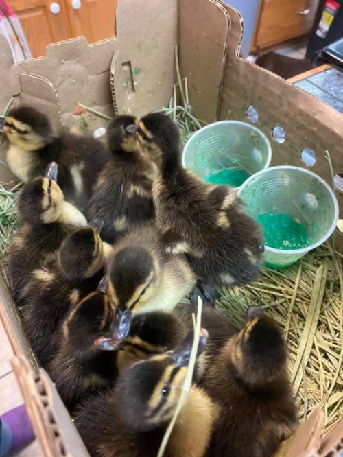 A group of fluffy ducklings huddled together in a cardboard box with two small cups of green liquid.