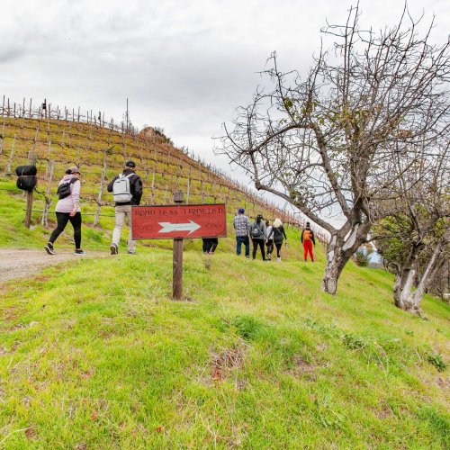 A group of people walking along a vineyard path, with a sign pointing the way. Green hills and cloudy skies in the background.