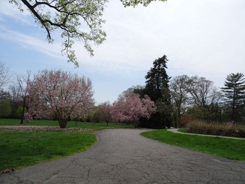 A winding path through a park with blooming pink trees and lush green grass under a clear sky.