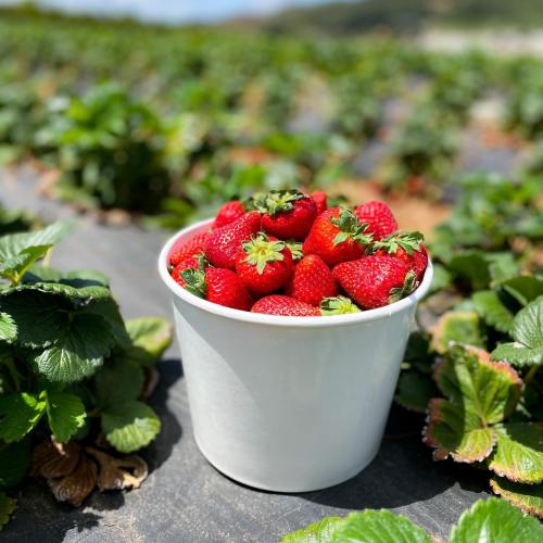 A white bucket filled with fresh, ripe strawberries sits among green strawberry plants in a field.