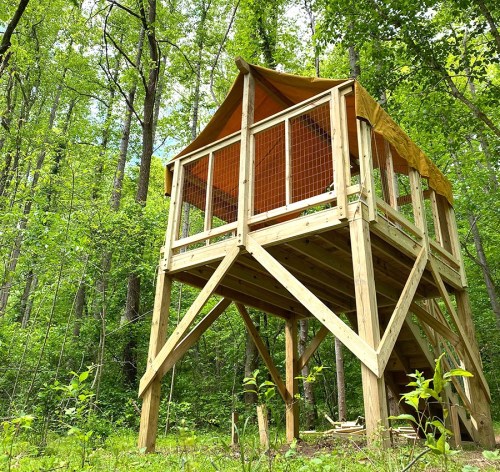 A wooden treehouse with a canopy, elevated on stilts, surrounded by lush green trees in a forest.