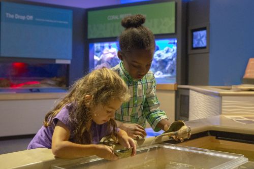 Two children interact with a touch tank at an aquarium, exploring marine life together.