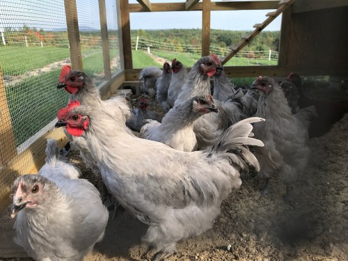A group of gray chickens with red combs and wattles inside a coop, with a green landscape visible in the background.