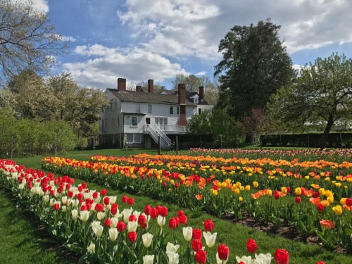 A historic house surrounded by vibrant tulip gardens in full bloom under a partly cloudy sky.