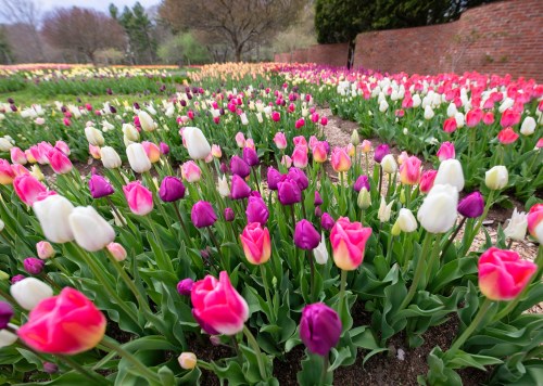 A vibrant garden filled with blooming tulips in various colors, including pink, purple, and white, against a brick wall.