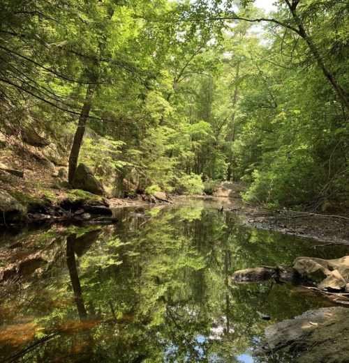 A serene forest scene with lush green trees reflecting in a calm stream surrounded by rocks.