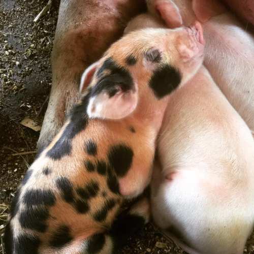 Two piglets cuddling together, one with black and pink spots, resting on a bed of straw.