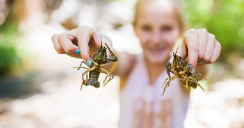 A girl holds two crayfish in her hands, smiling in a natural outdoor setting.
