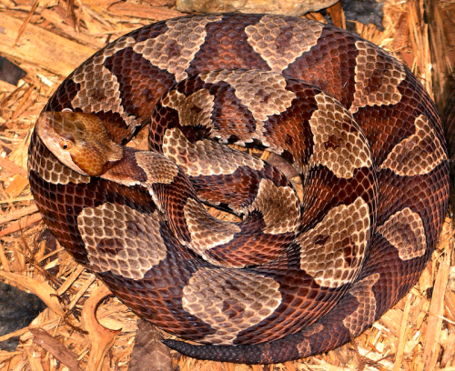 A coiled brown and tan snake with distinctive patterns resting on a bed of wood shavings.