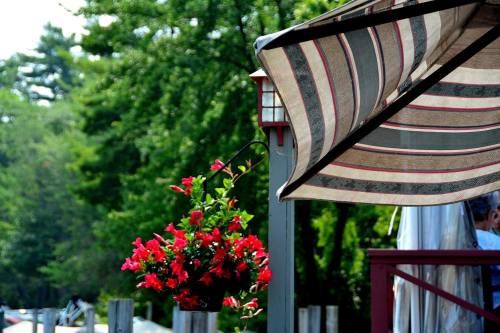 A striped umbrella shades a hanging basket of red flowers, with green trees in the background.