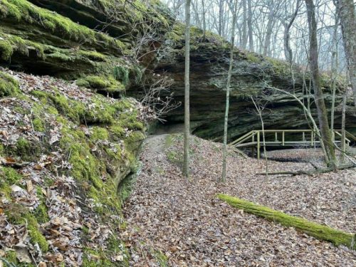 A serene forest scene with moss-covered rocks, bare trees, and a wooden path through fallen leaves.