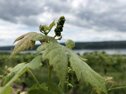 Close-up of green grapevine leaves and buds against a cloudy sky and distant landscape.