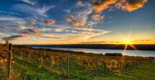 A scenic vineyard at sunset, with golden clouds reflecting over a calm river and rolling hills in the background.