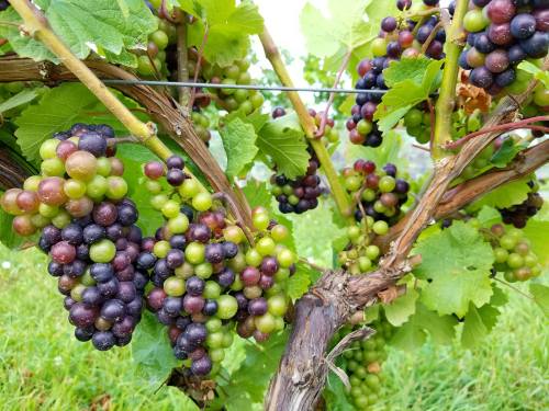 A close-up of a grapevine with clusters of green and purple grapes among lush green leaves.