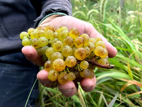 A hand holding a bunch of yellow-green grapes against a backdrop of grass and foliage.
