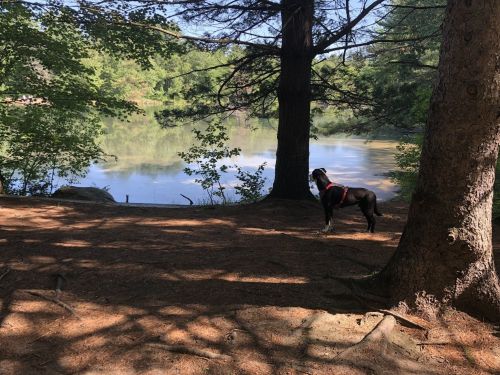 A dog in a harness stands by a serene lake, surrounded by trees and dappled sunlight.