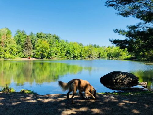 A golden retriever walks along the shore of a serene lake surrounded by lush green trees under a clear blue sky.
