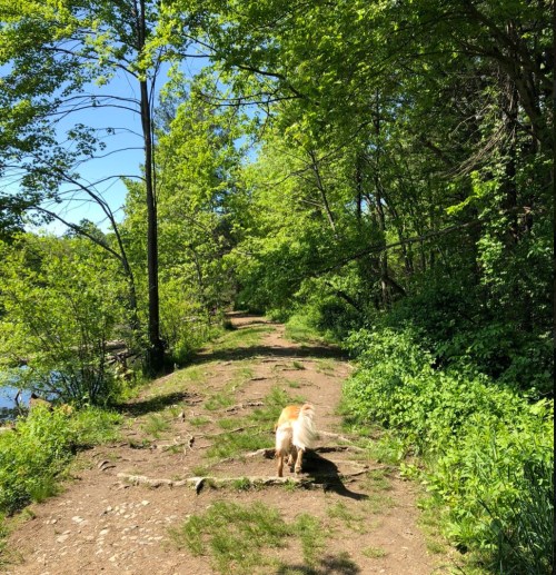 A dog walks along a dirt path surrounded by lush green trees and foliage on a sunny day.