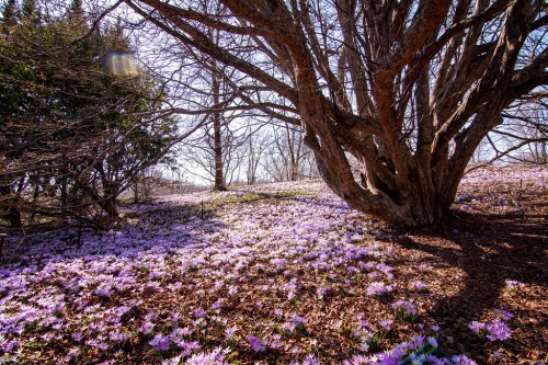 A serene landscape featuring a large tree surrounded by a carpet of purple flowers under a clear blue sky.