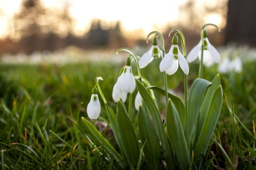 A cluster of delicate white snowdrop flowers blooming among green grass in soft evening light.