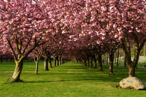 A serene pathway lined with blooming pink cherry blossom trees, creating a picturesque scene in a green park.