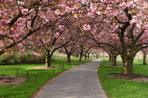 A serene pathway lined with blooming cherry blossom trees, creating a picturesque scene in a lush green park.