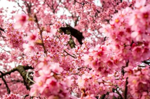 A close-up of vibrant pink cherry blossoms in full bloom, creating a soft, floral backdrop.