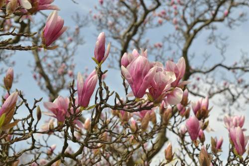 A close-up of pink magnolia flowers blooming on branches against a blue sky.