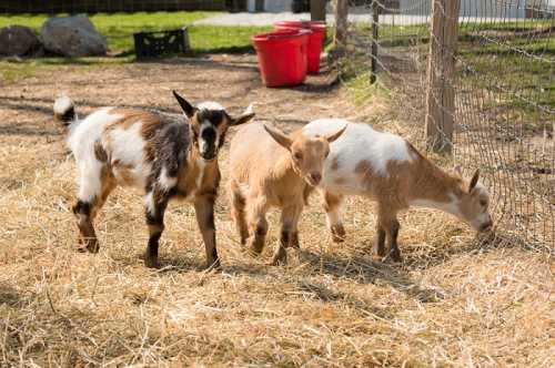 Three playful goats explore a sunny farmyard, surrounded by straw and a fence.