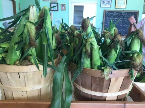 Baskets filled with fresh corn on the cob, surrounded by green husks, in a farm stand setting.