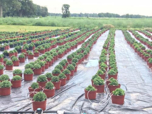 Rows of potted plants arranged neatly on a field, with green foliage and a backdrop of trees and open land.