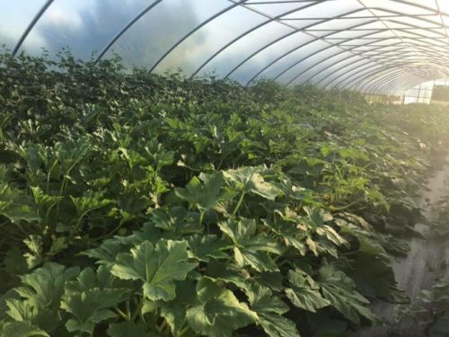 Lush green plants growing inside a greenhouse, with large leaves filling the space.