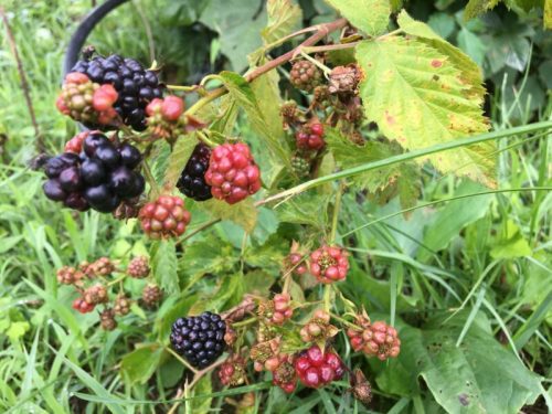 A close-up of blackberry plants with ripe blackberries and unripe red and green berries among green leaves.
